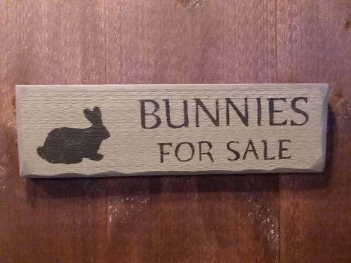 Bunnies for sale